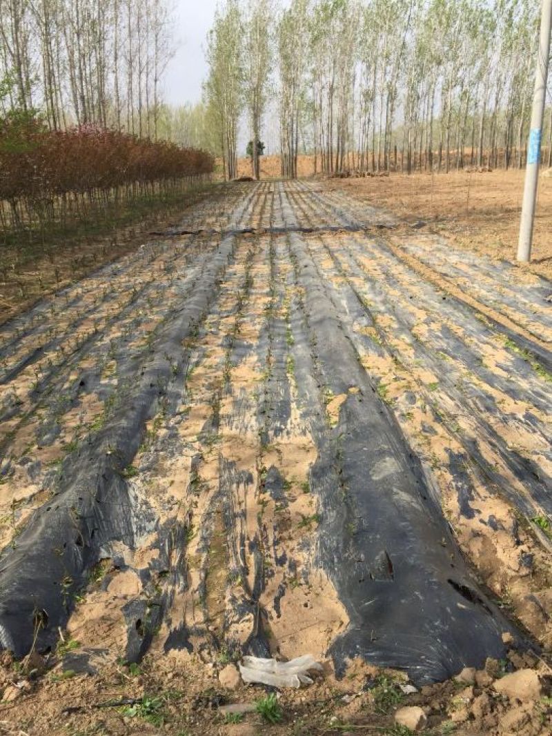 地膜树苗扦插专用膜除草专用膜