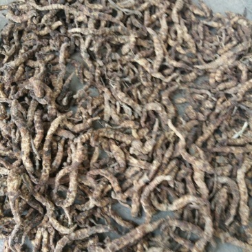 地参6~8cm
