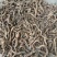 地参6~8cm