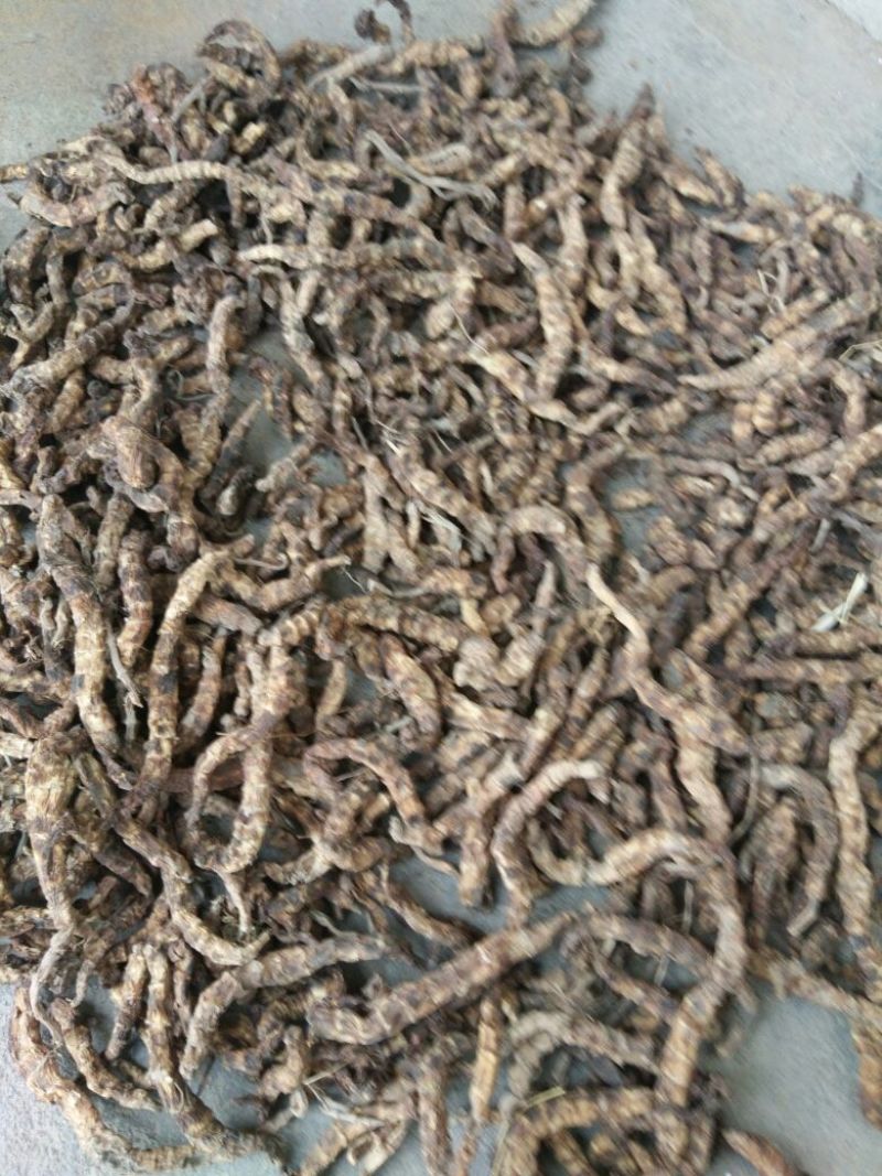 地参6~8cm