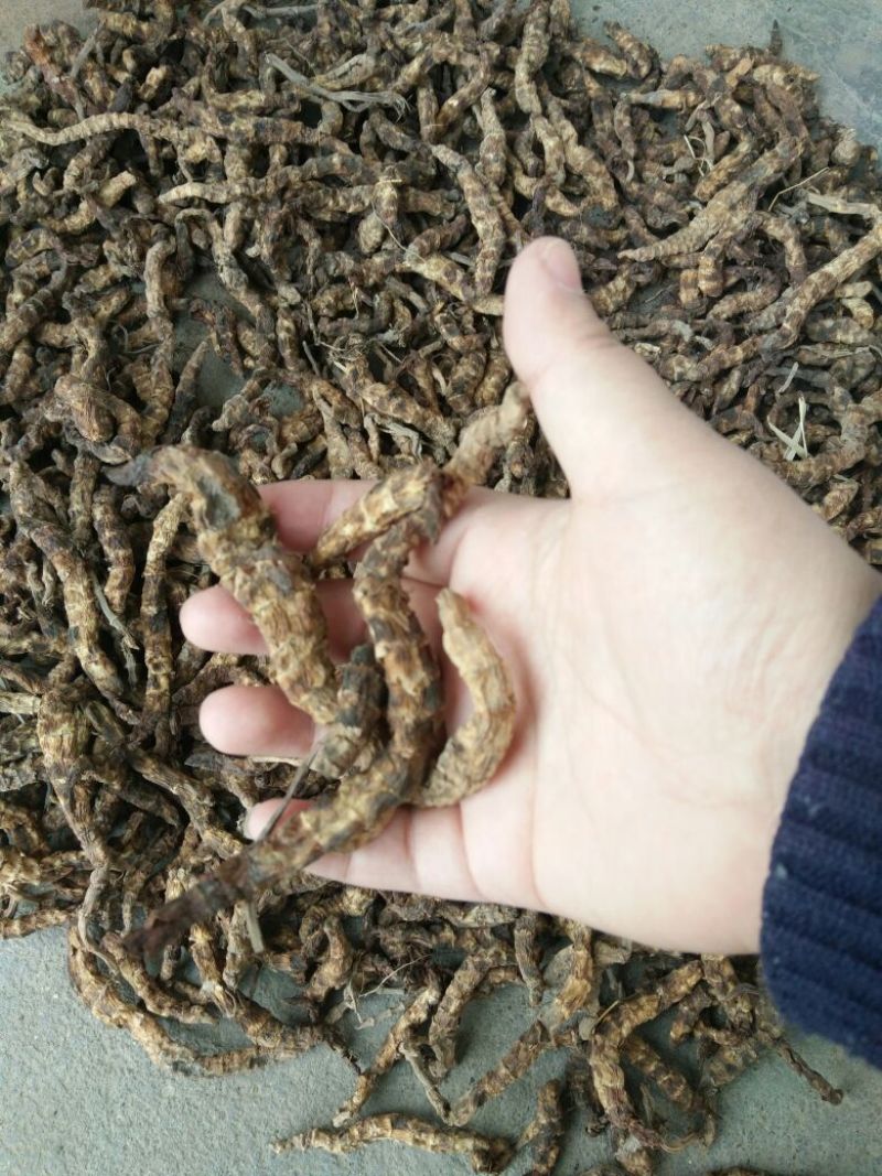 地参6~8cm