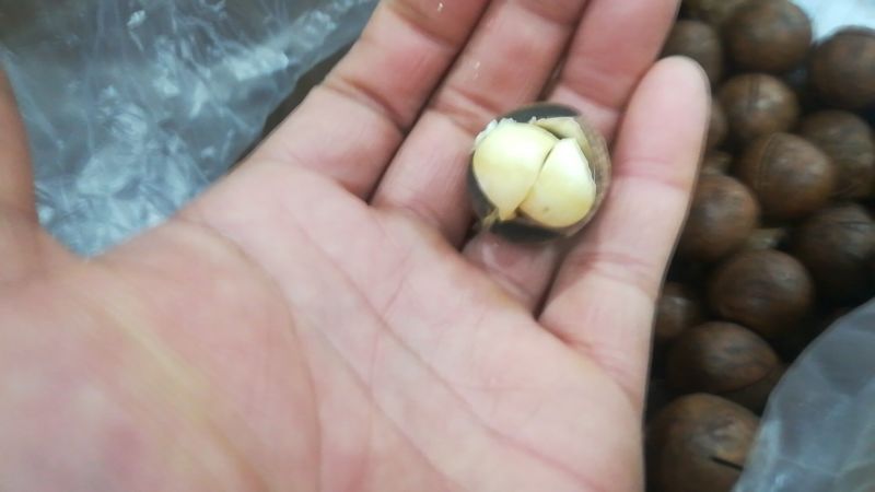 夏威夷果带壳