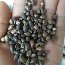 新产薏苡种子薏米种子草珠子可在线交易