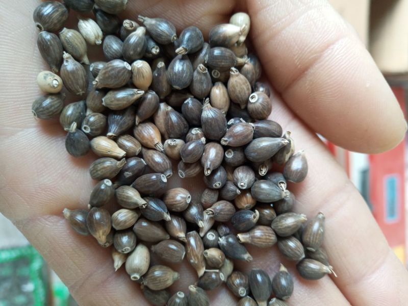 新产薏苡种子，薏米种子，草珠子，5斤以上包邮