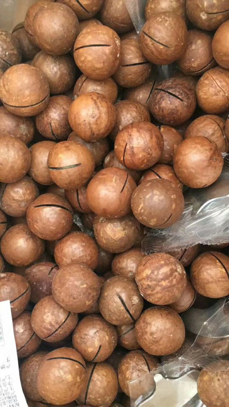 夏威夷果带壳