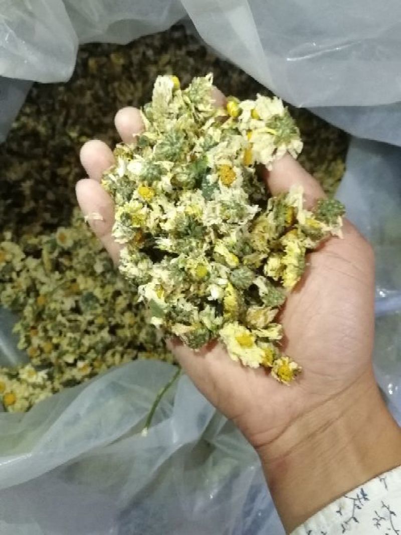 干菊花