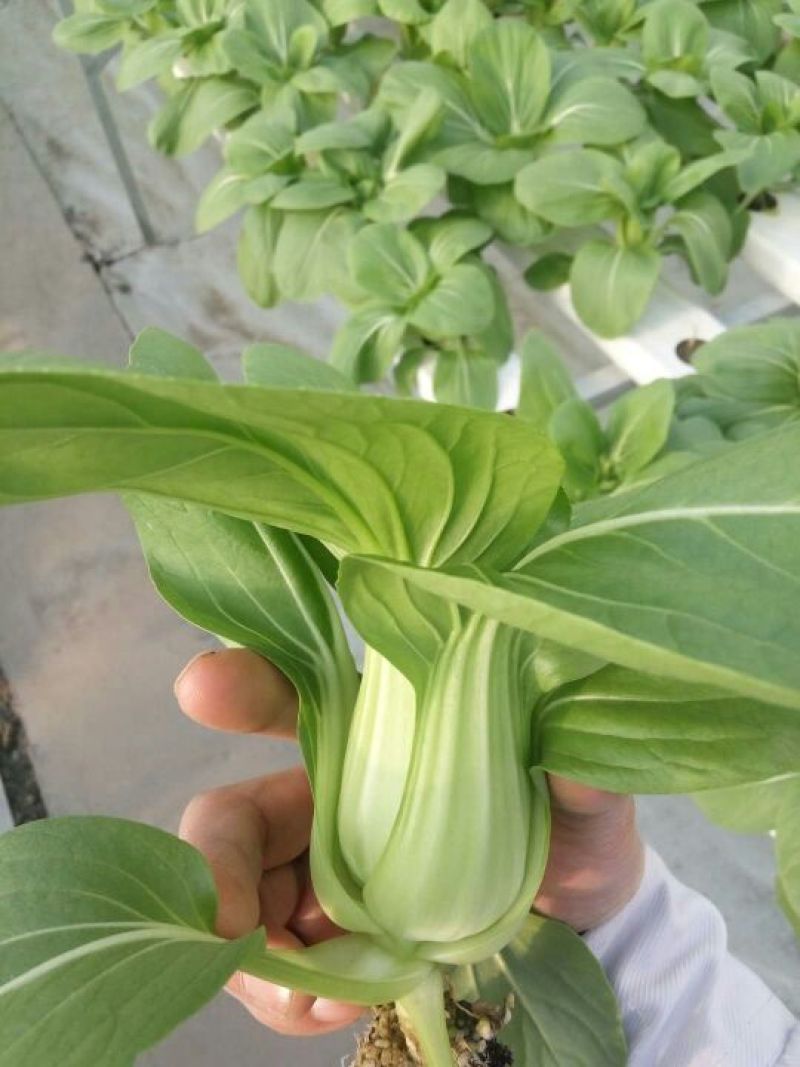 上海青，云南上海青，精品泡沫箱装，靓菜值的合作，产地供应