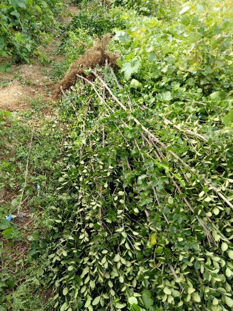 北海道黄杨，独杆绿篱苗供应工程苗高度20～2米，