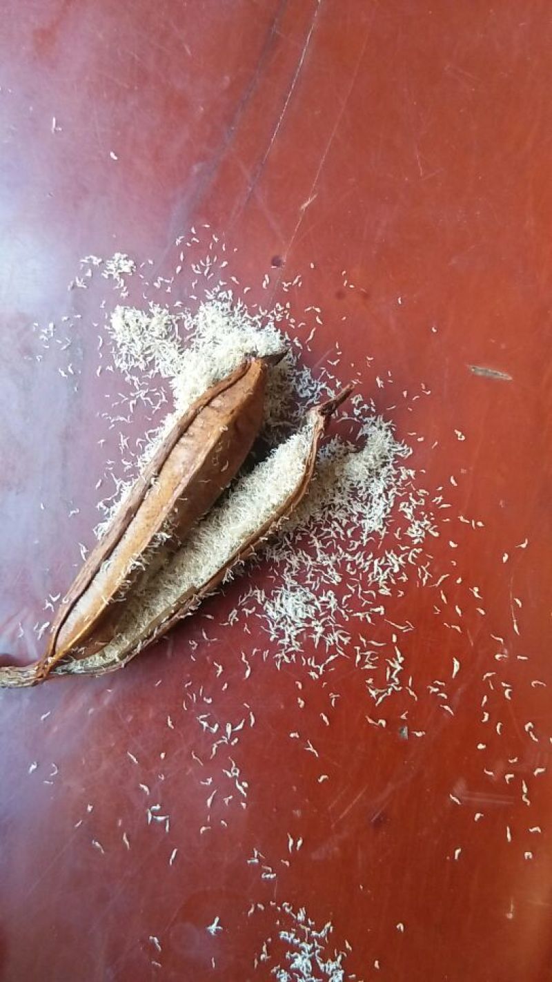 干白芨种子白芨果夹