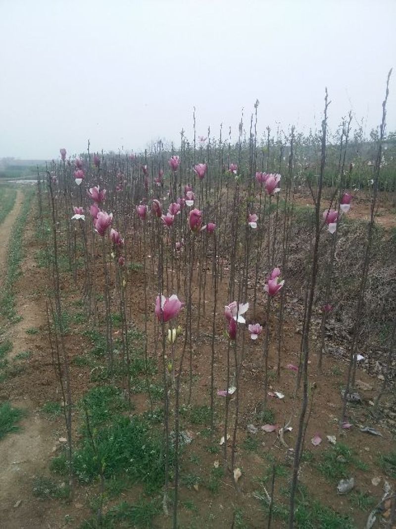 红玉兰苗红黄玉兰嫁接苗质量保证欢迎采购