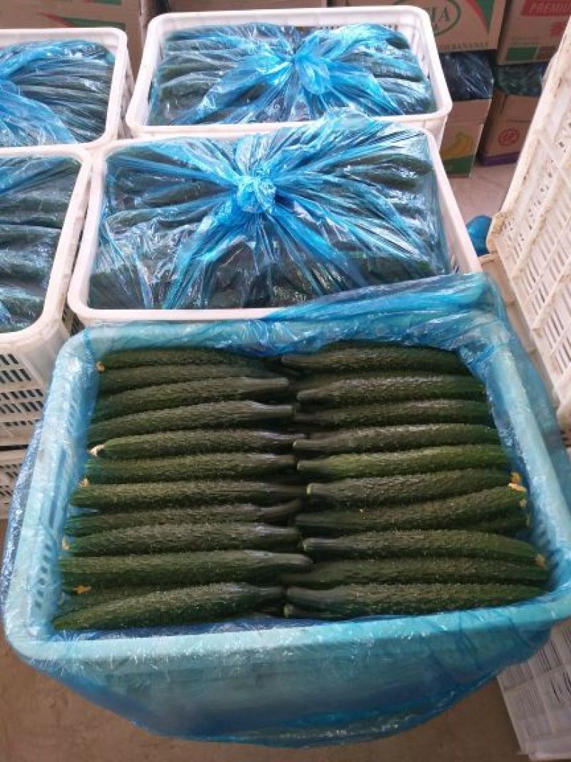 精品密刺黄瓜基地直发货源充足品质保证欢迎选购