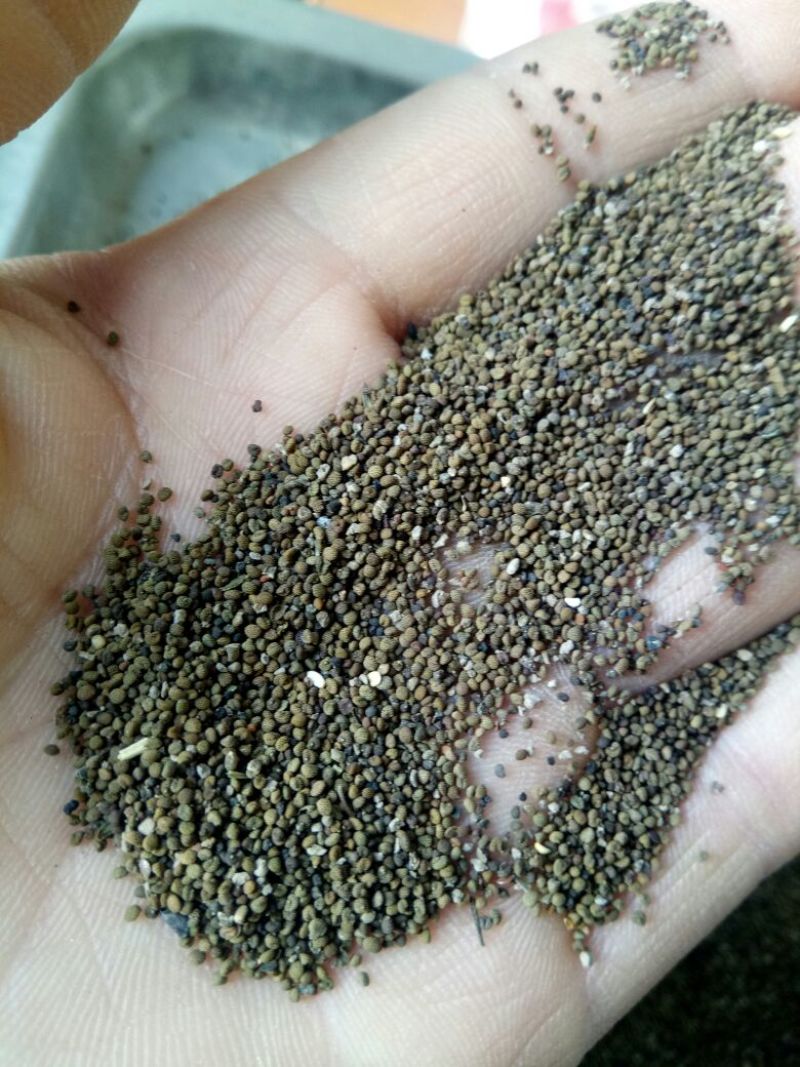 出售新产半枝莲籽半枝莲种子