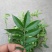 花椒苗0.5~1年
