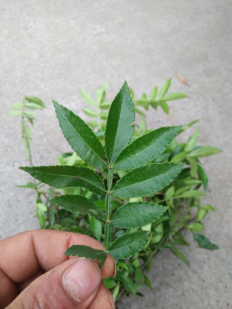 花椒苗0.5~1年