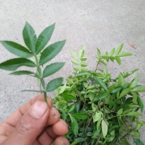 花椒苗0.5~1年