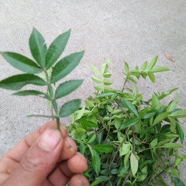 花椒苗0.5~1年