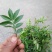 花椒苗0.5~1年