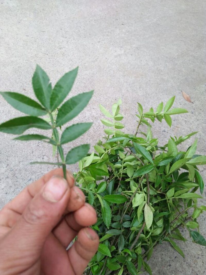 花椒苗0.5~1年