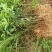 花椒苗0.5~1年