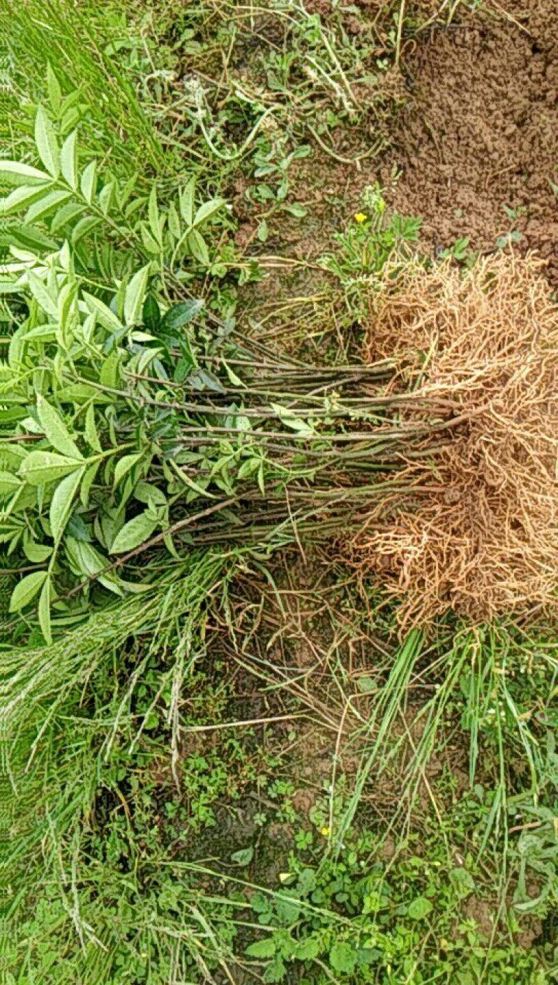 花椒苗0.5~1年