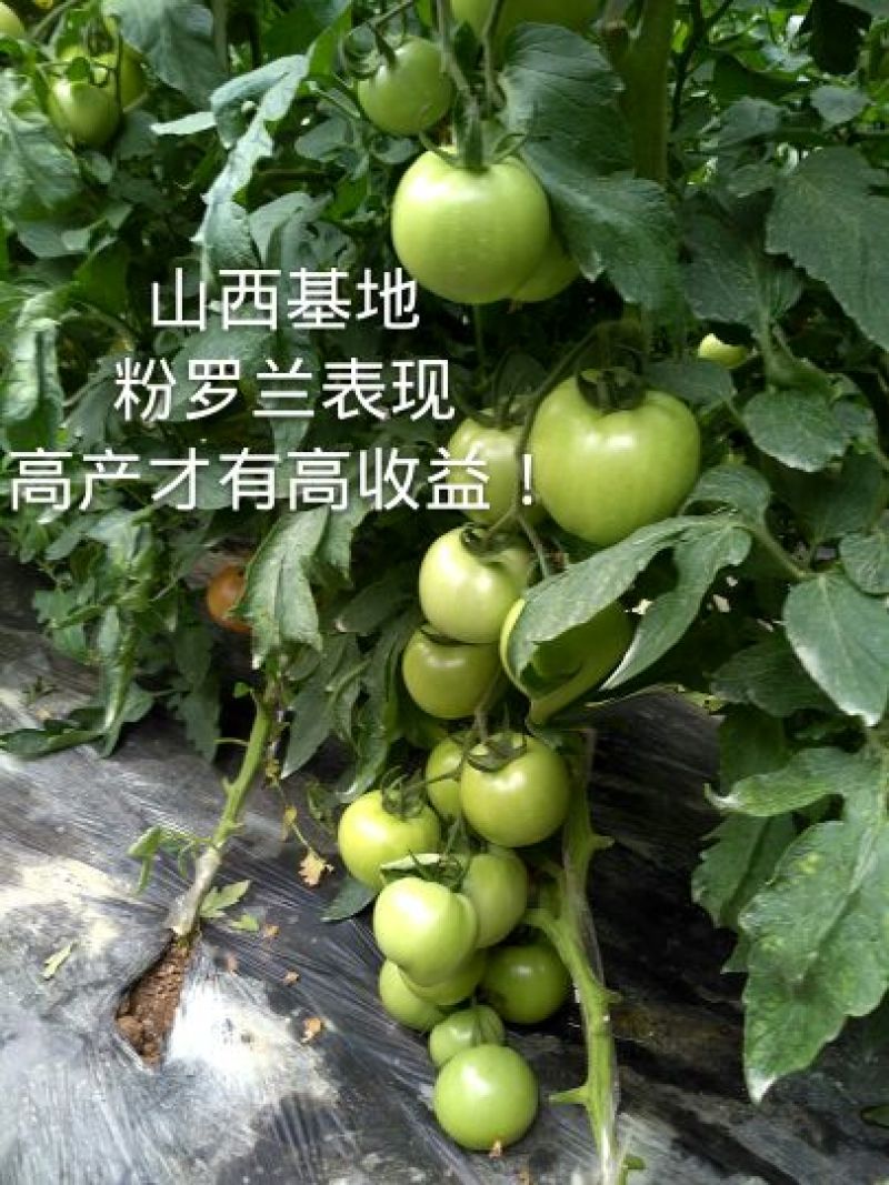 口感好西红柿种子口味秋冬早熟抗寒高产大果番茄种子
