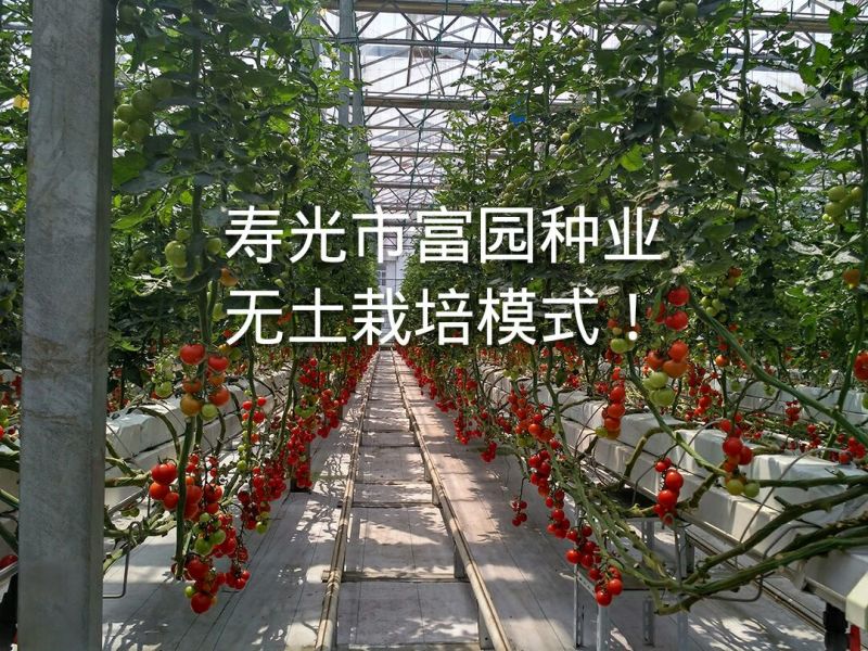 口感好西红柿种子口味秋冬早熟抗寒高产大果番茄种子