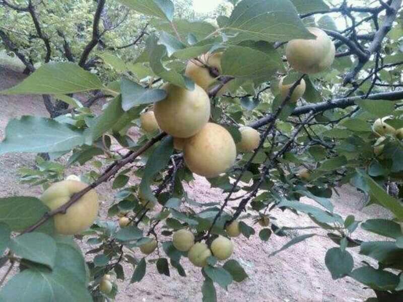 白水杏金太阳，串枝红，红杏