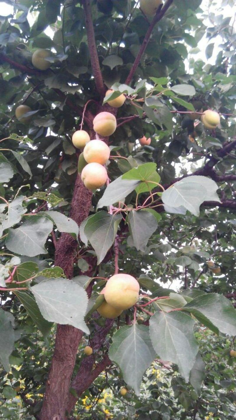 白水杏金太阳，串枝红，红杏