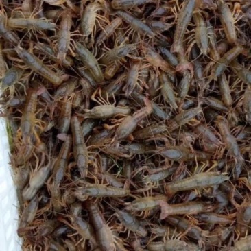 小龙虾虾苗2-4钱（10-20克）活虾小龙虾主养