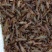 小龙虾虾苗2-4钱（10-20克）活虾小龙虾主养