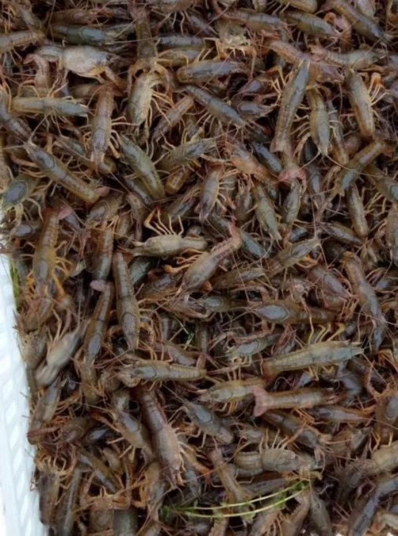 小龙虾虾苗2-4钱（10-20克）活虾小龙虾主养