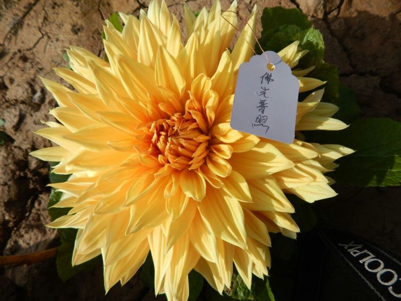 甘肃大丽花、临洮大丽花、甘肃临洮大丽花