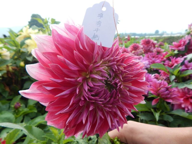 甘肃大丽花、临洮大丽花、甘肃临洮大丽花