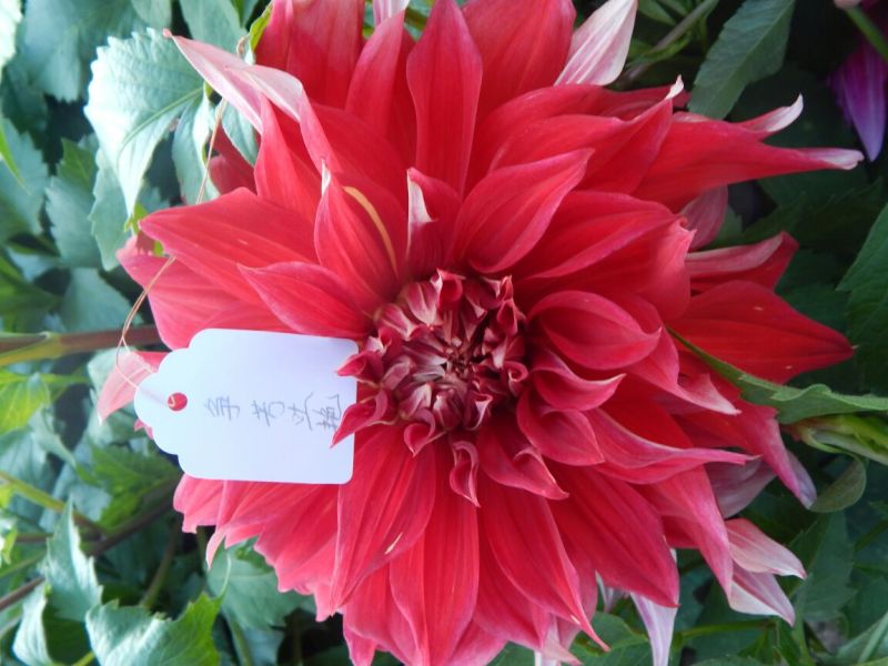 甘肃大丽花、临洮大丽花、甘肃临洮大丽花
