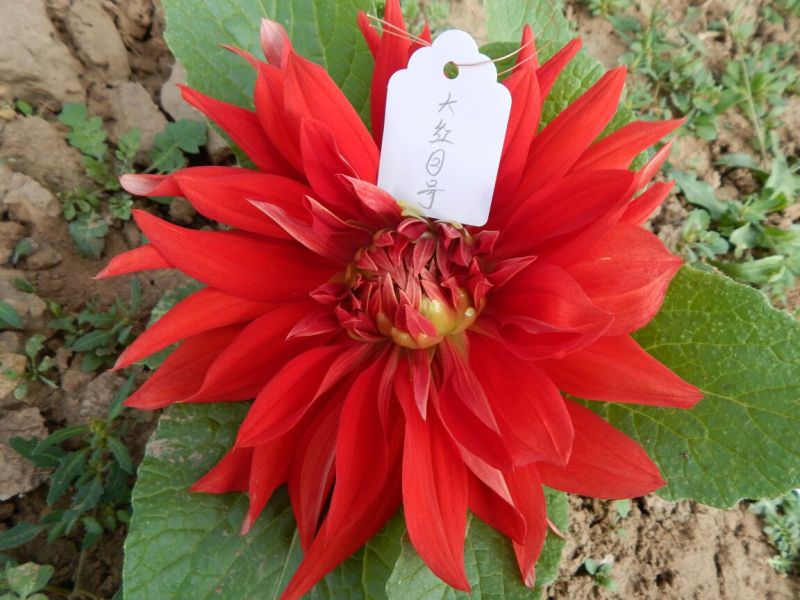 甘肃大丽花、临洮大丽花、甘肃临洮大丽花