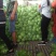 邯郸本地甘蓝大量上市，中甘-恒绿-8398