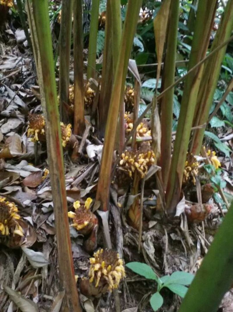 草果苗，草果老根，三年的草果根，草果苗