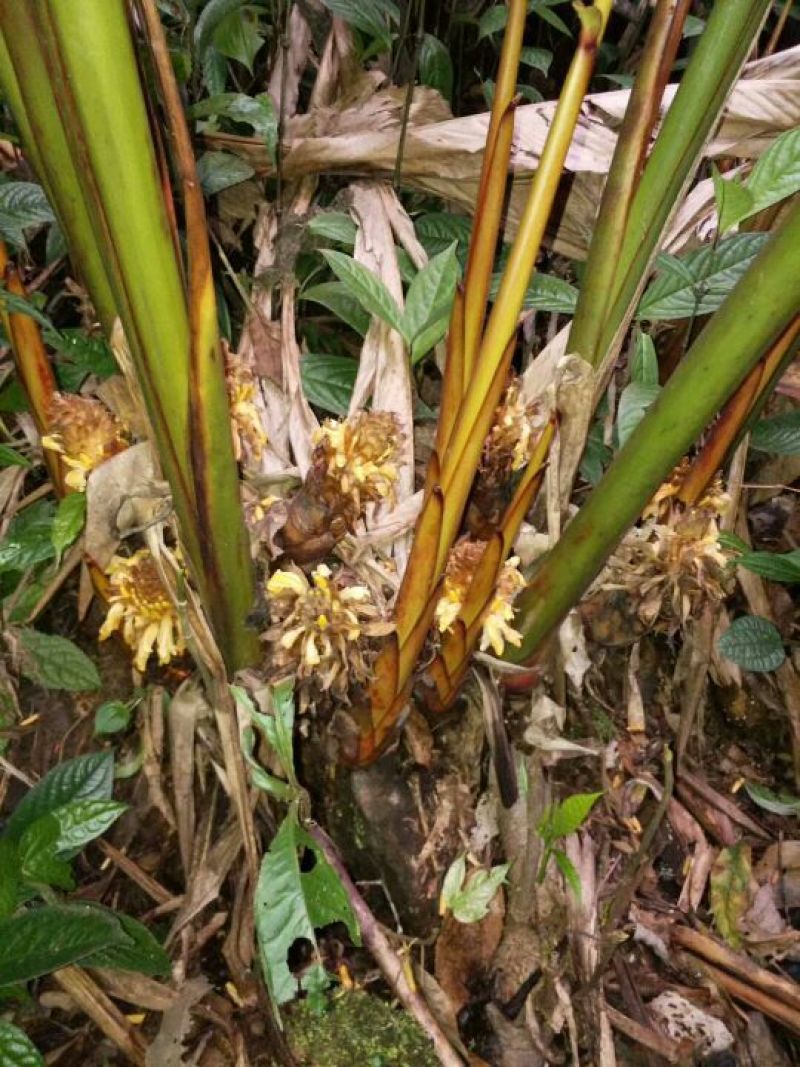 草果苗，草果老根，三年的草果根，草果苗