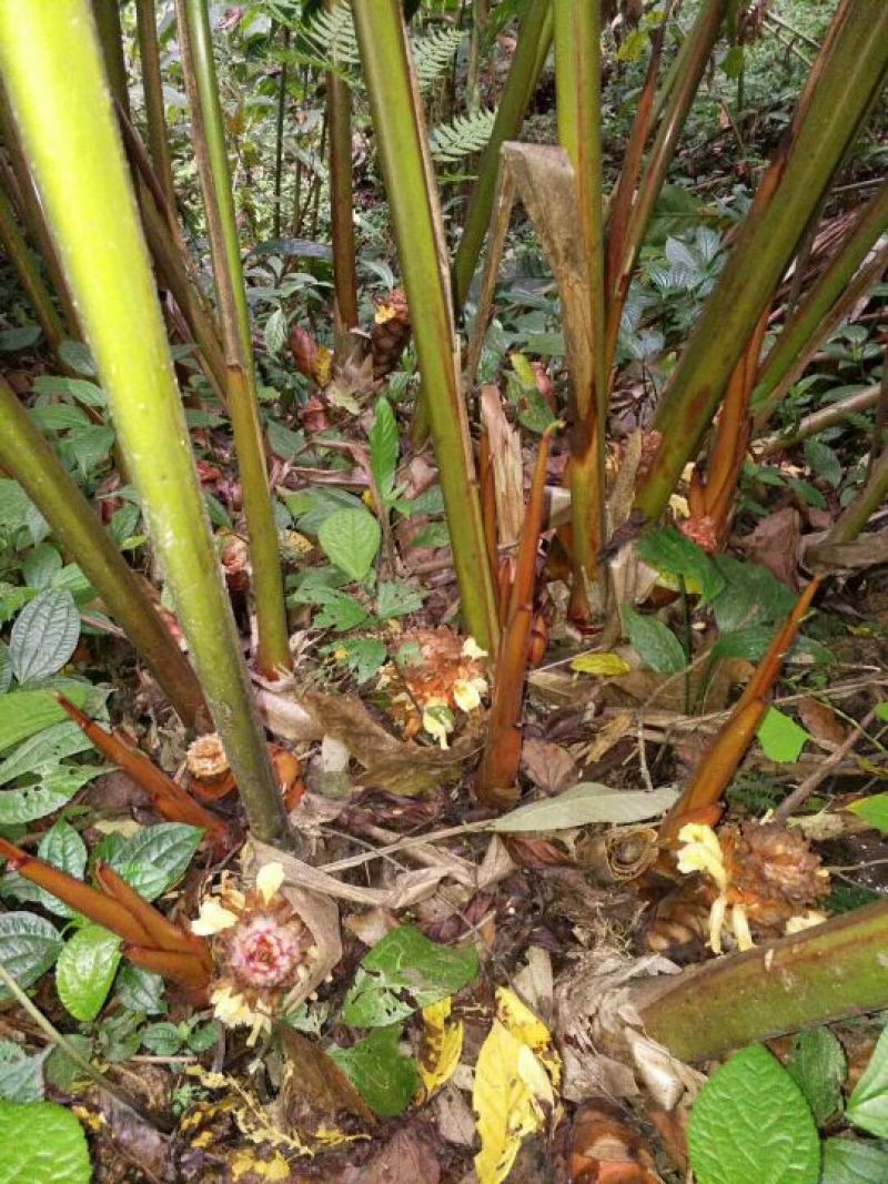 草果苗，草果老根，三年的草果根，草果苗