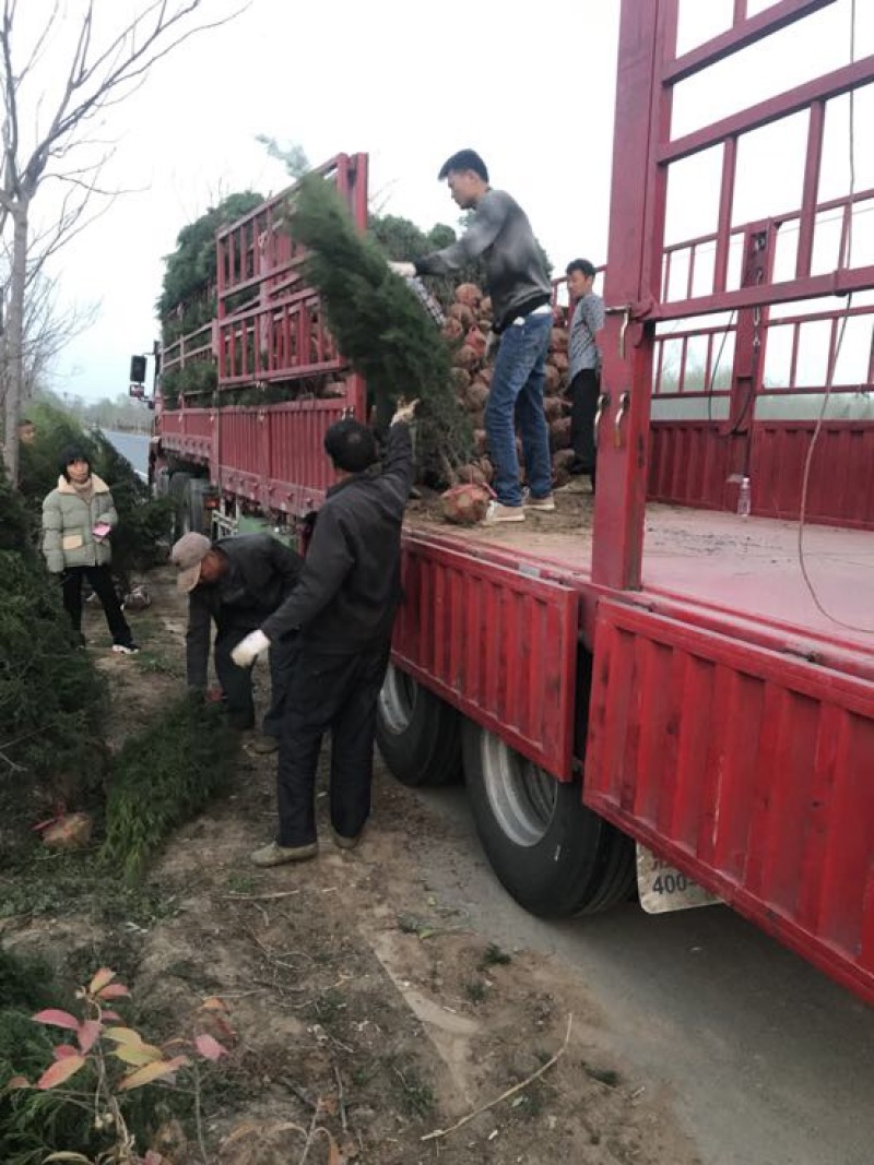 基地直销塔柏规格齐全提供发票支持视频看货