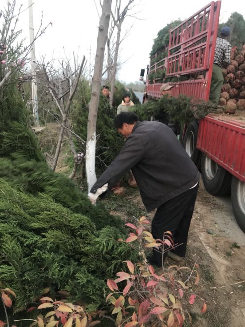 基地直销塔柏规格齐全提供发票支持视频看货