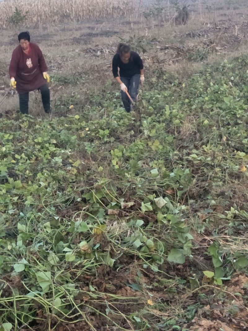红薯粉条中粉
