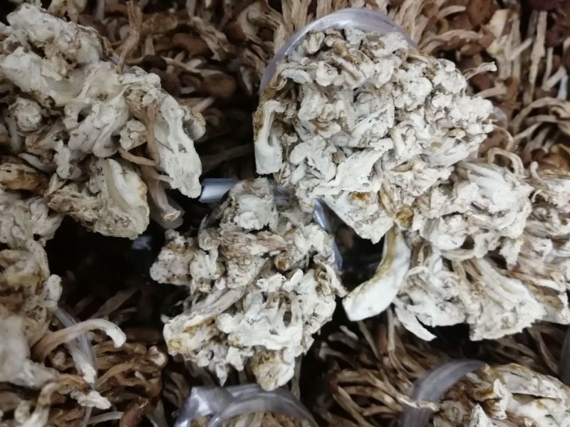 江西广昌产地批发茶树菇无包心夹心茶树菇批发