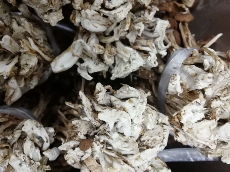 江西广昌产地批发茶树菇无包心夹心茶树菇批发