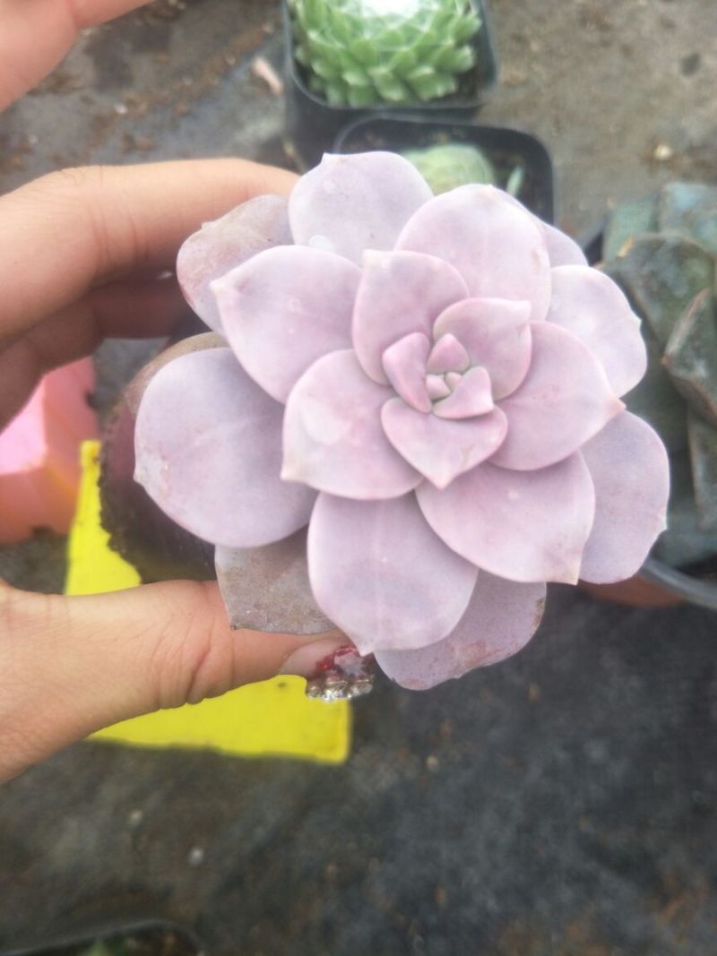 各种多肉