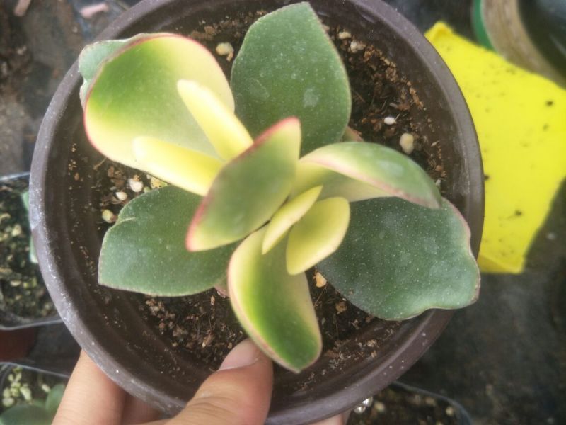各种多肉