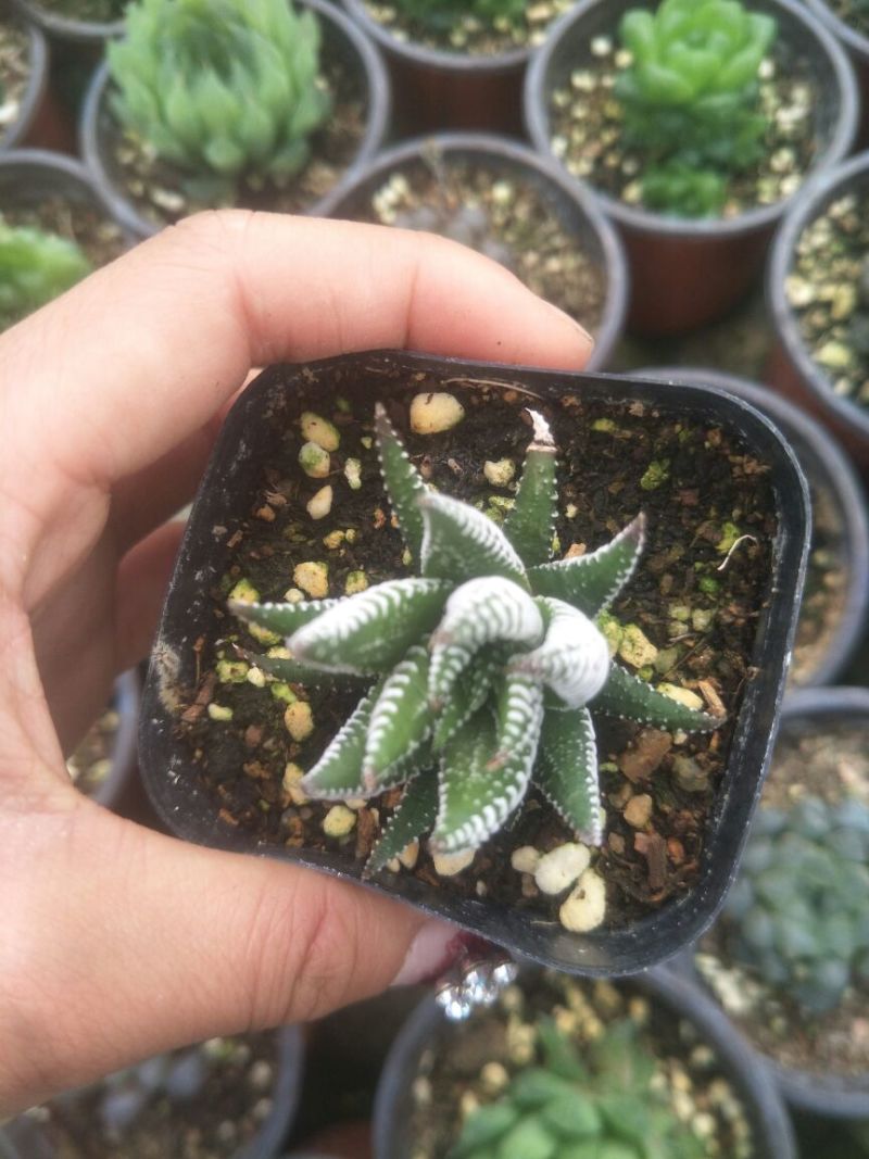 各种多肉