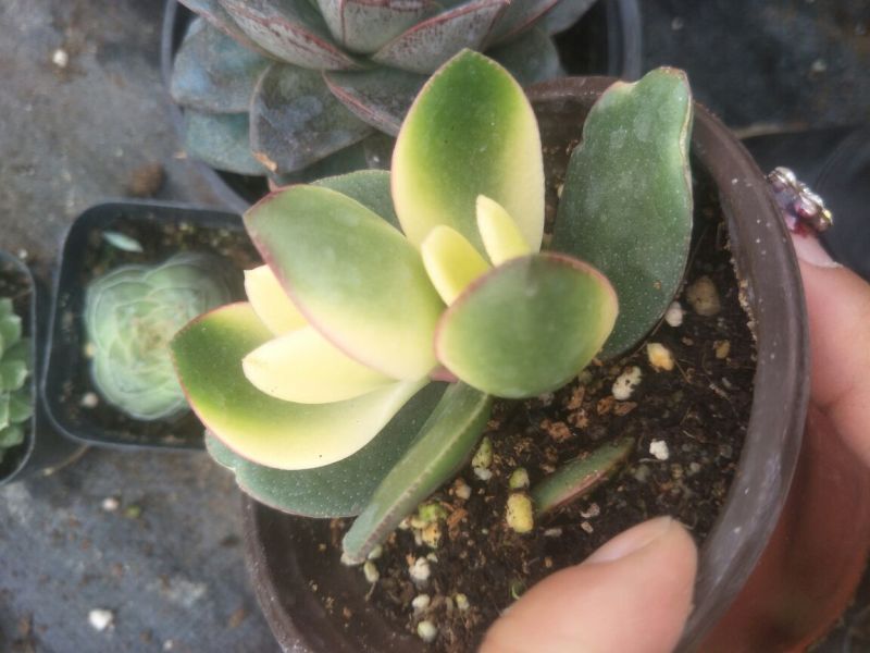 各种多肉