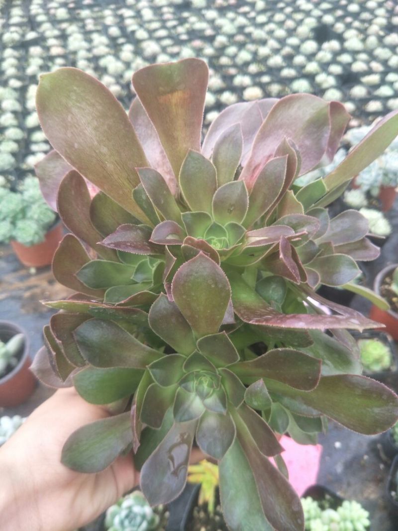 各种多肉