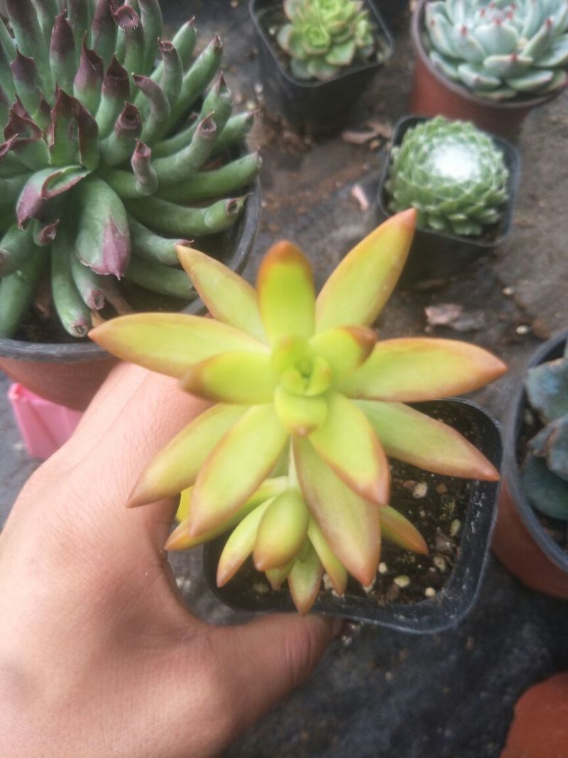 各种多肉
